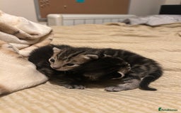 Mixed Breed cats for sale: X3 Gorgeous Kittens. GREY GONE!  - Image 3