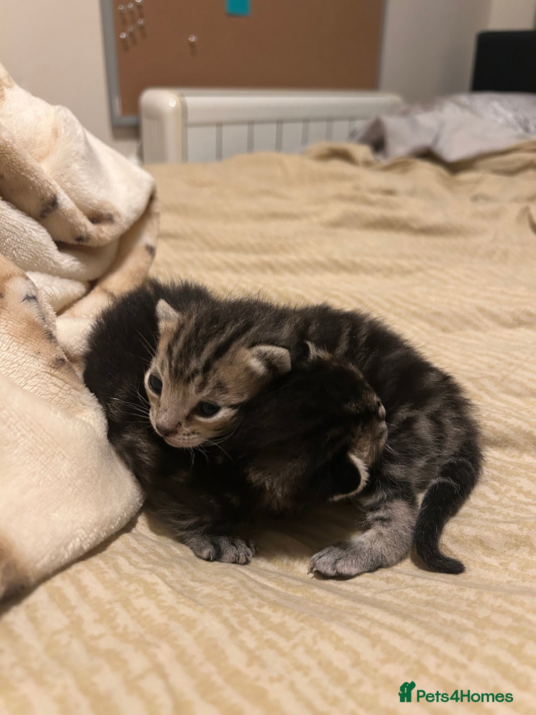 Mixed Breed cats for sale: X3 Gorgeous Kittens. GREY GONE!  - Image 3