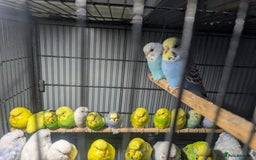 Budgerigars birds for sale: Lovely Group of Budgies  - Image 12