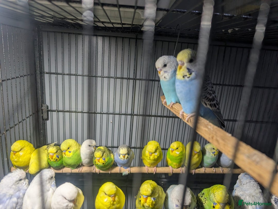 Budgerigars birds for sale: Lovely Group of Budgies  - Image 12