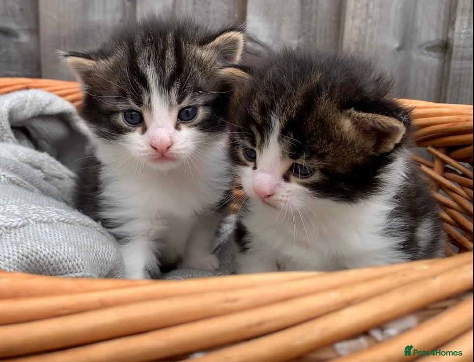 Mixed Breed cats Two Boys left with Maine Coon features - Advert 1