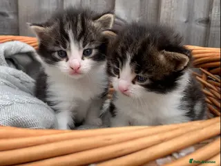Mixed Breed cats Two Boys left with Maine Coon features - Advert 1
