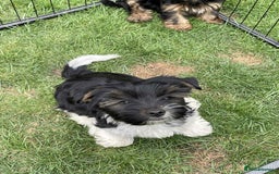 Yorkshire Terrier dogs for sale: Two Yorkshire Terrier Biewer Puppies - Image 5