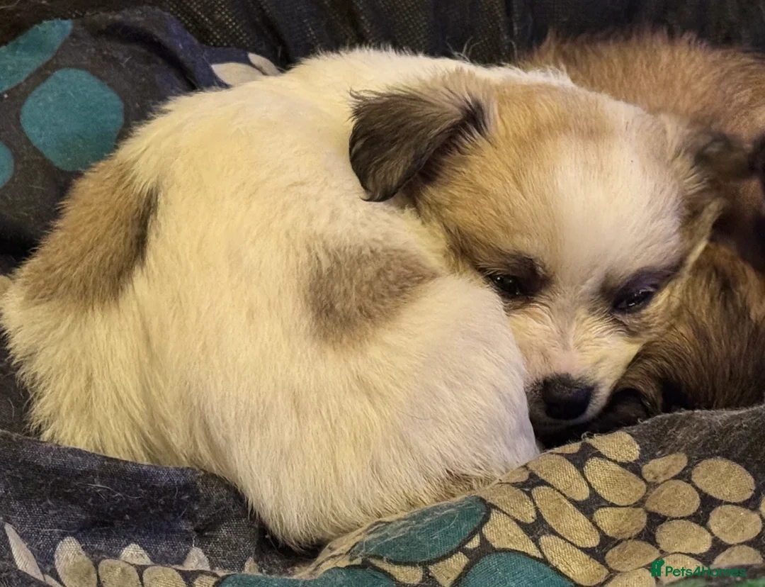 Chihuahua dogs for sale: Chihuahua pups - Advert 23