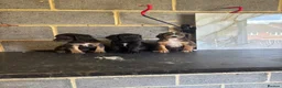 Maltipoo dogs for sale: Quality maltipoo puppies (mini poodle) - Advert 4