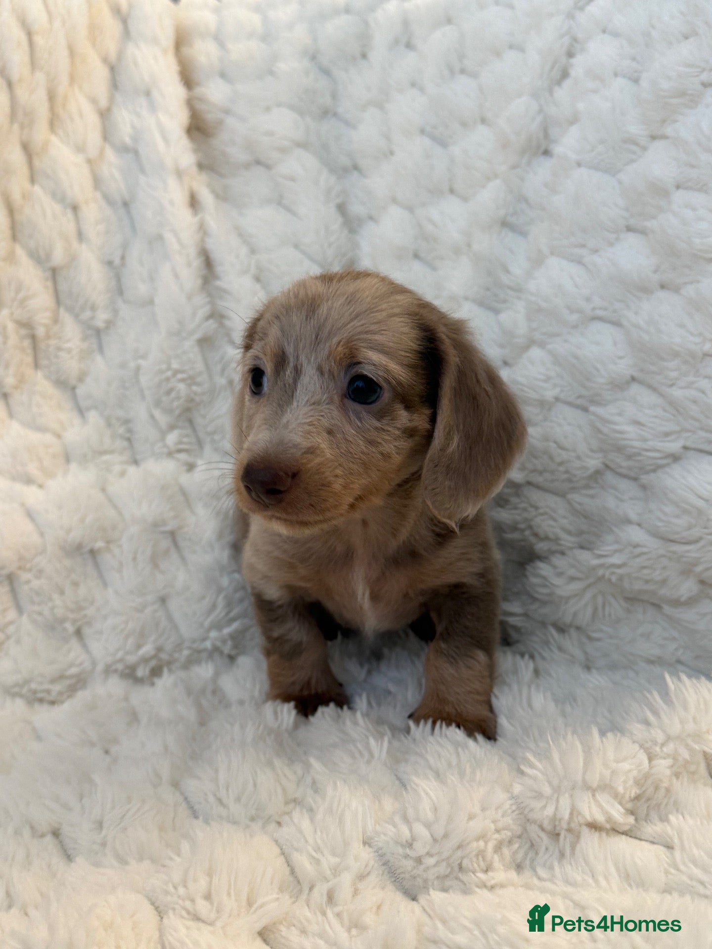 Miniature Dachshund dogs ❤️MINATURE DACHSHUND PUPPIES❤️ - Advert 2