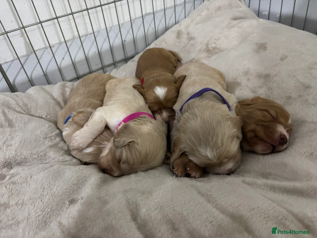 Cocker Spaniel dogs for sale: Working Cocker Spaniel Puppies - Advert 8