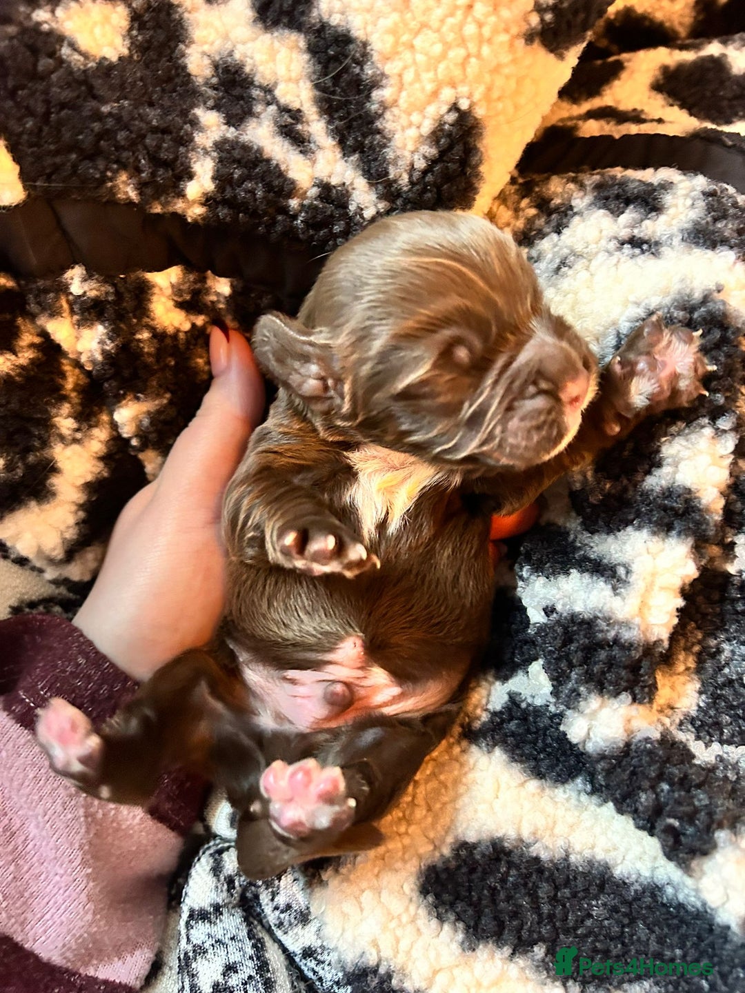 Cocker Spaniel dogs for sale: Working cocker spaniel puppies kc reg  - Advert 10