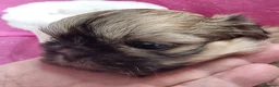 Shih Tzu dogs for sale: Kc reg Stunning small baby boys/girl - Advert 18