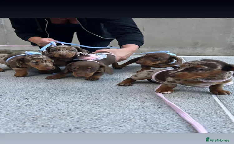 Dachshund dogs - Advert 1