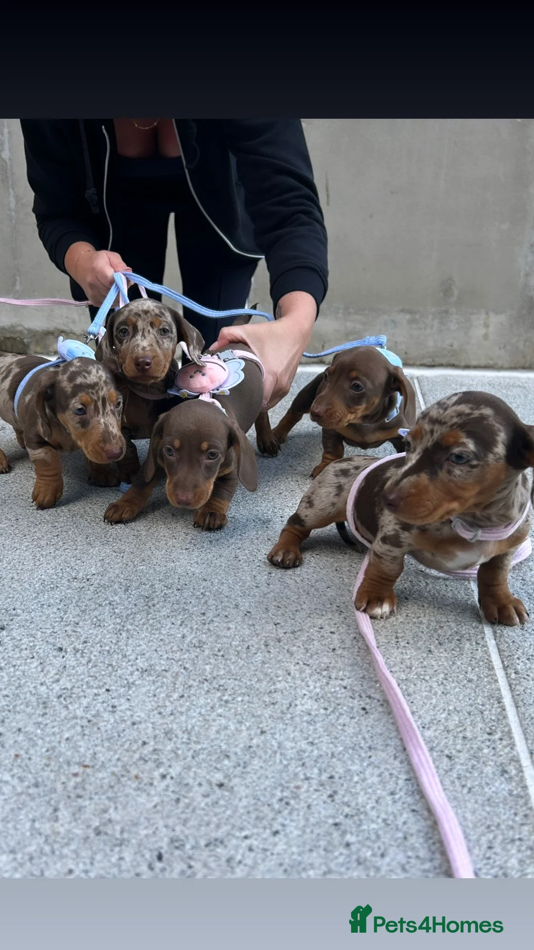 Dachshund dogs for sale: Miniature dauchaund  - Image 1