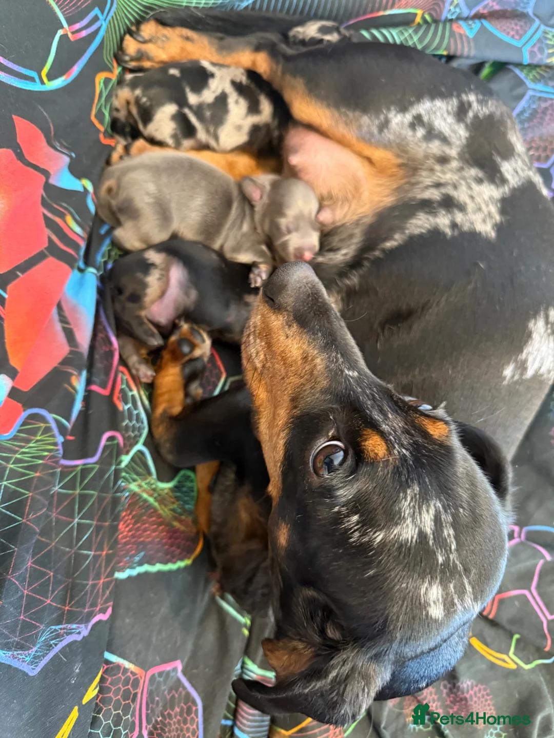 Dachshund dogs for sale: DACHSHUND PUPPIES 🐶🐾 - Advert 2