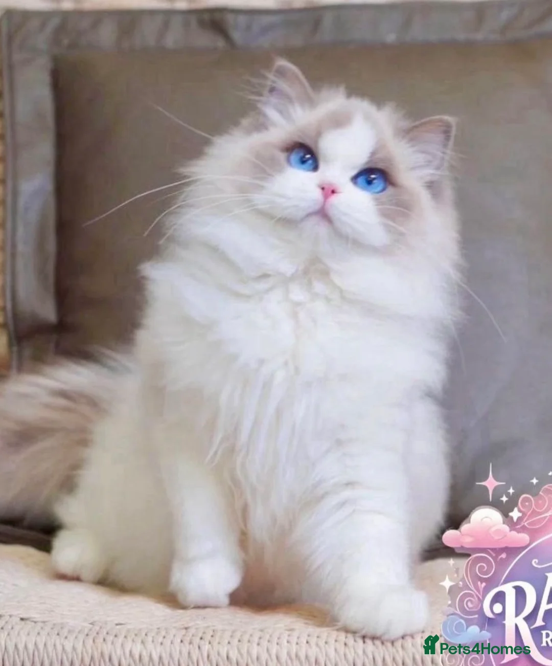 Ragdoll cats for sale: GCCF registered active queen ragdoll - Advert 7