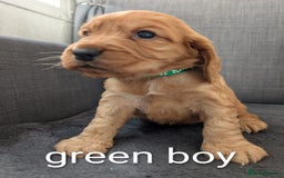 Cocker Spaniel dogs for sale: Cocker spaniel puppies - Advert 2