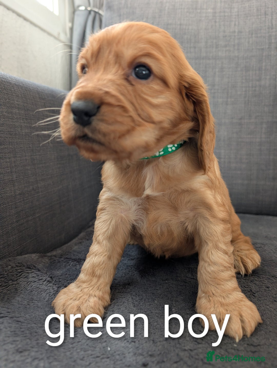 Cocker Spaniel dogs for sale: Cocker spaniel puppies - Advert 2