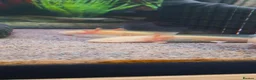 Other/Mixed Breed fish for sale: Axolotls For Sale  in Chorley - Advert 4