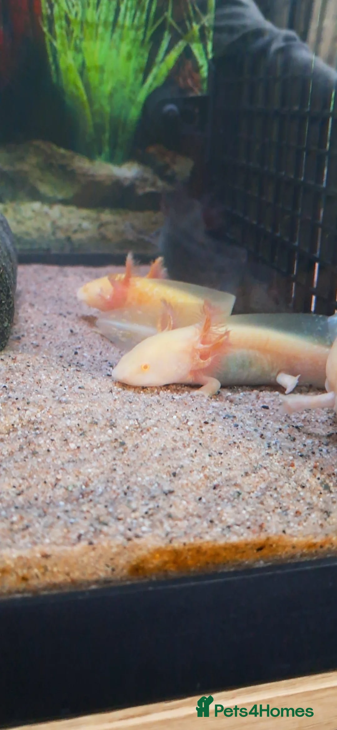 Other/Mixed Breed fish for sale: Axolotls For Sale  in Chorley - Advert 4