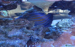 Angelfish fish for sale: Marine fish and coral - Image 4