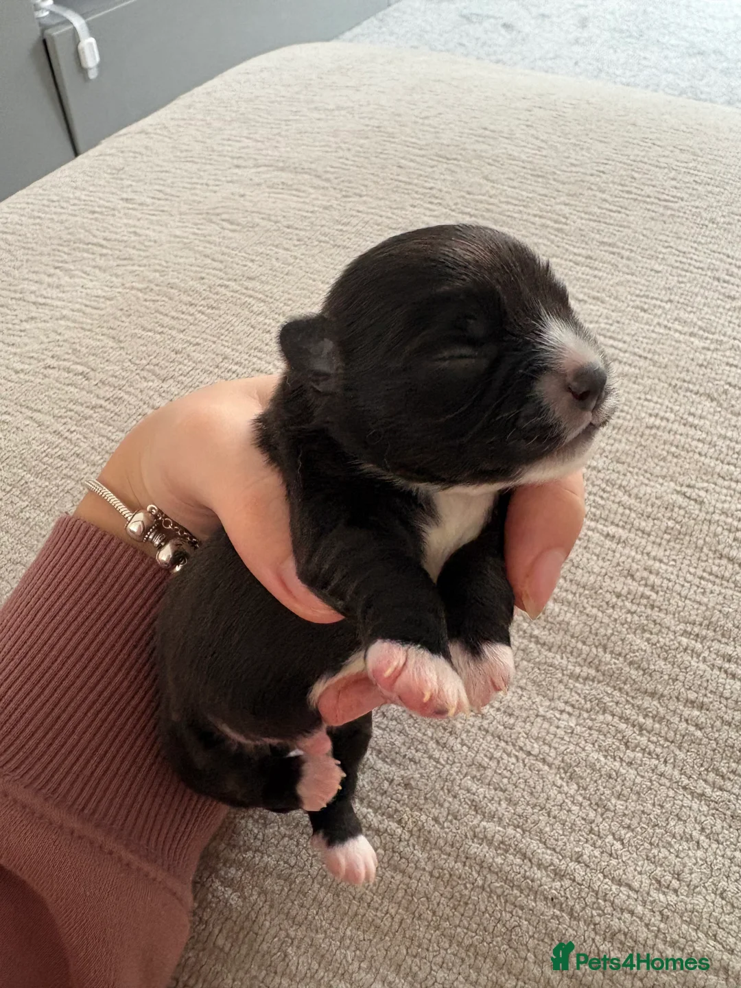 Chihuahua dogs for sale: Black and White Chihuahua  - Advert 2