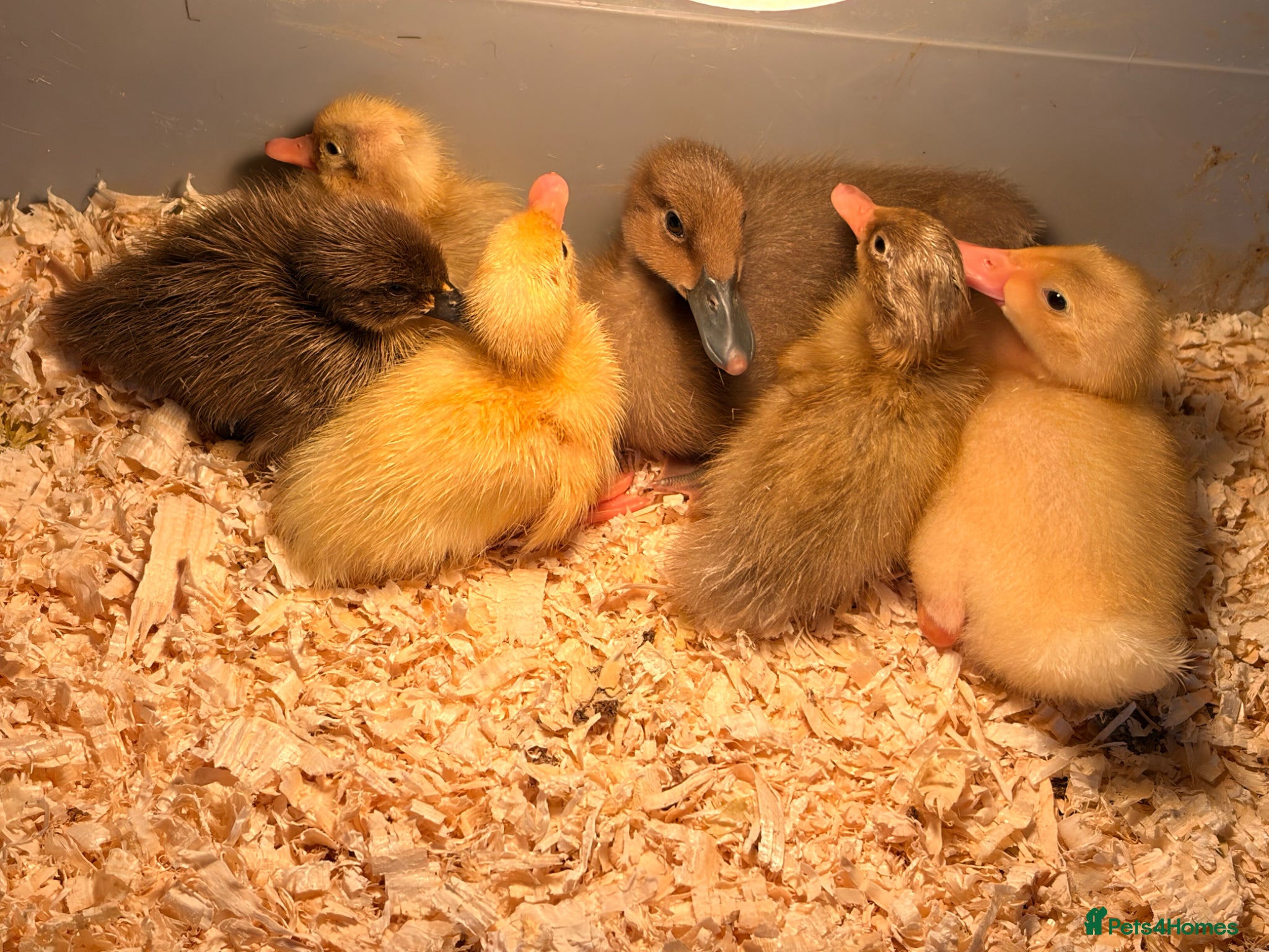 Ducks poultry Runner Ducklings  - Advert 1