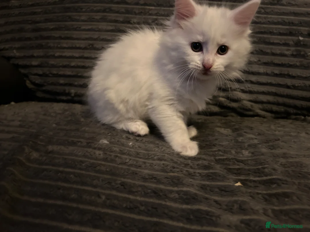 Mixed Breed cats for sale: Maine coon X British short hair - Advert 14