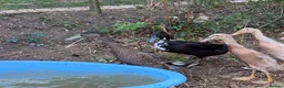 Ducks poultry for sale: 3 Female, 1 Drake Indian Runner Ducks in Cheltenham - Advert 3