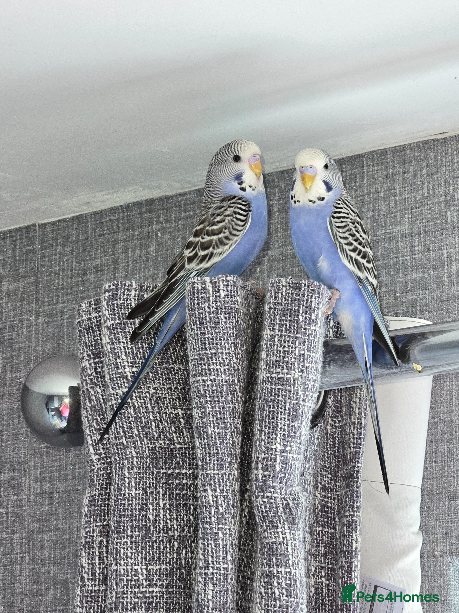 Budgerigars birds Budgies 2 for sale  - Advert 1