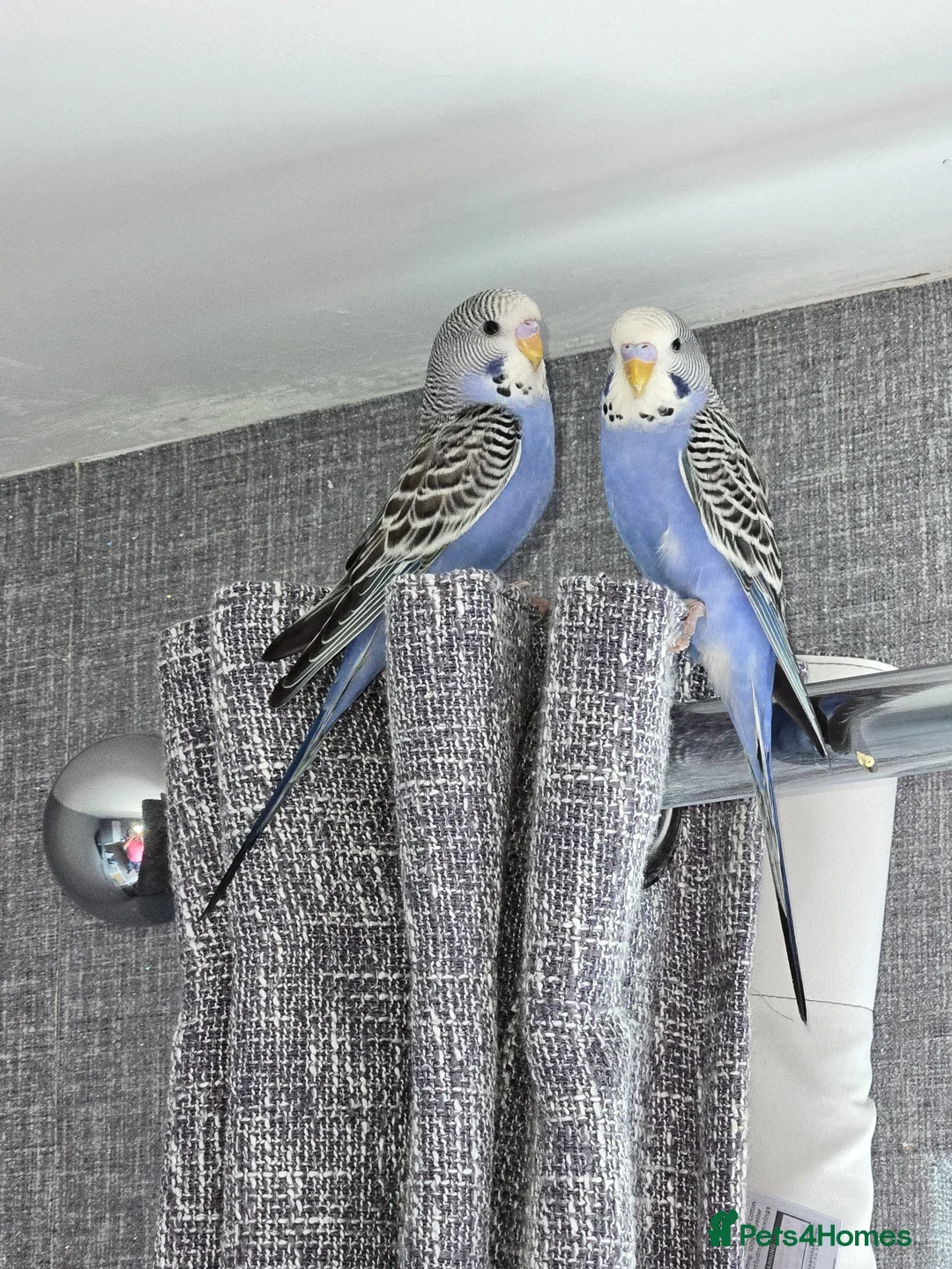 Budgerigars birds for sale: Budgies 2 for sale  - Advert 1