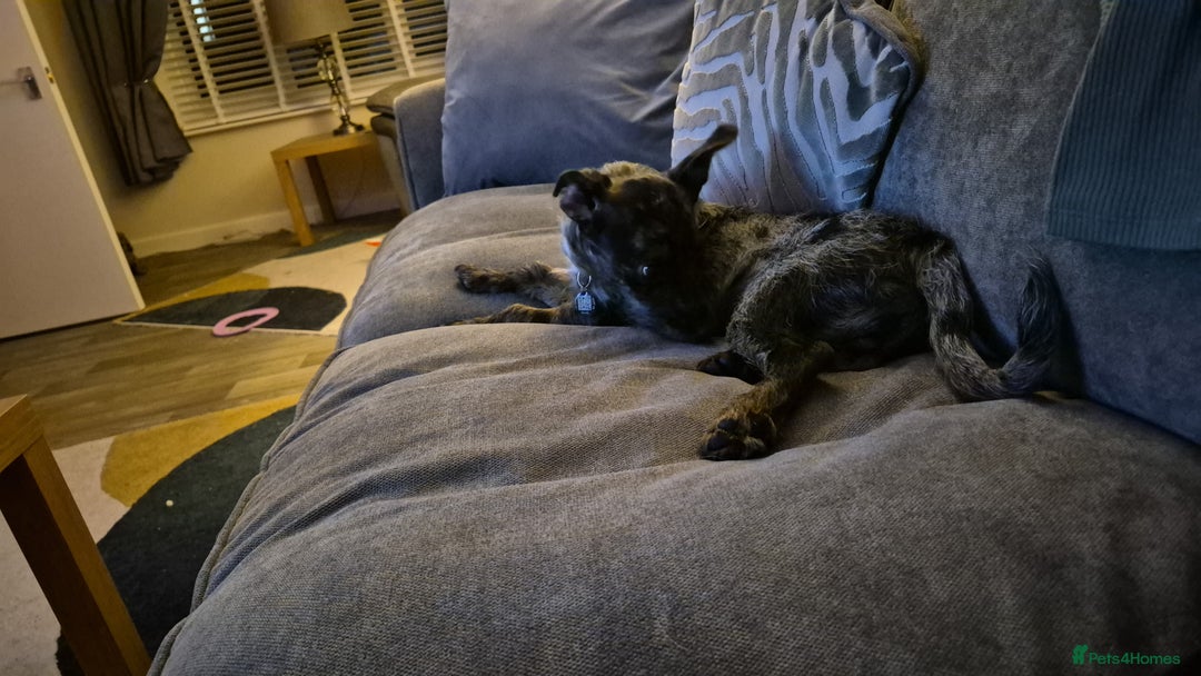 Mixed Breed dogs for sale: Chihuahua cross 5mths old - Advert 7