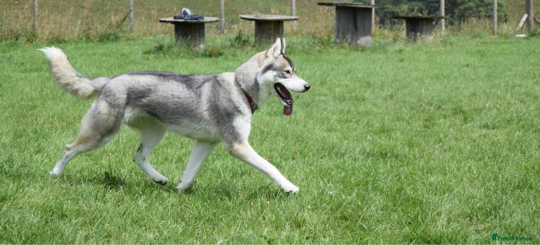 Siberian Husky dogs for sale: Adult female husky  - Advert 1