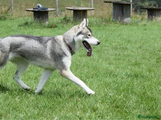 Siberian Husky dogs Adult female husky - Advert 9