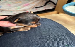 Yorkshire Terrier dogs for sale: Yorkshire terriers - Image 11