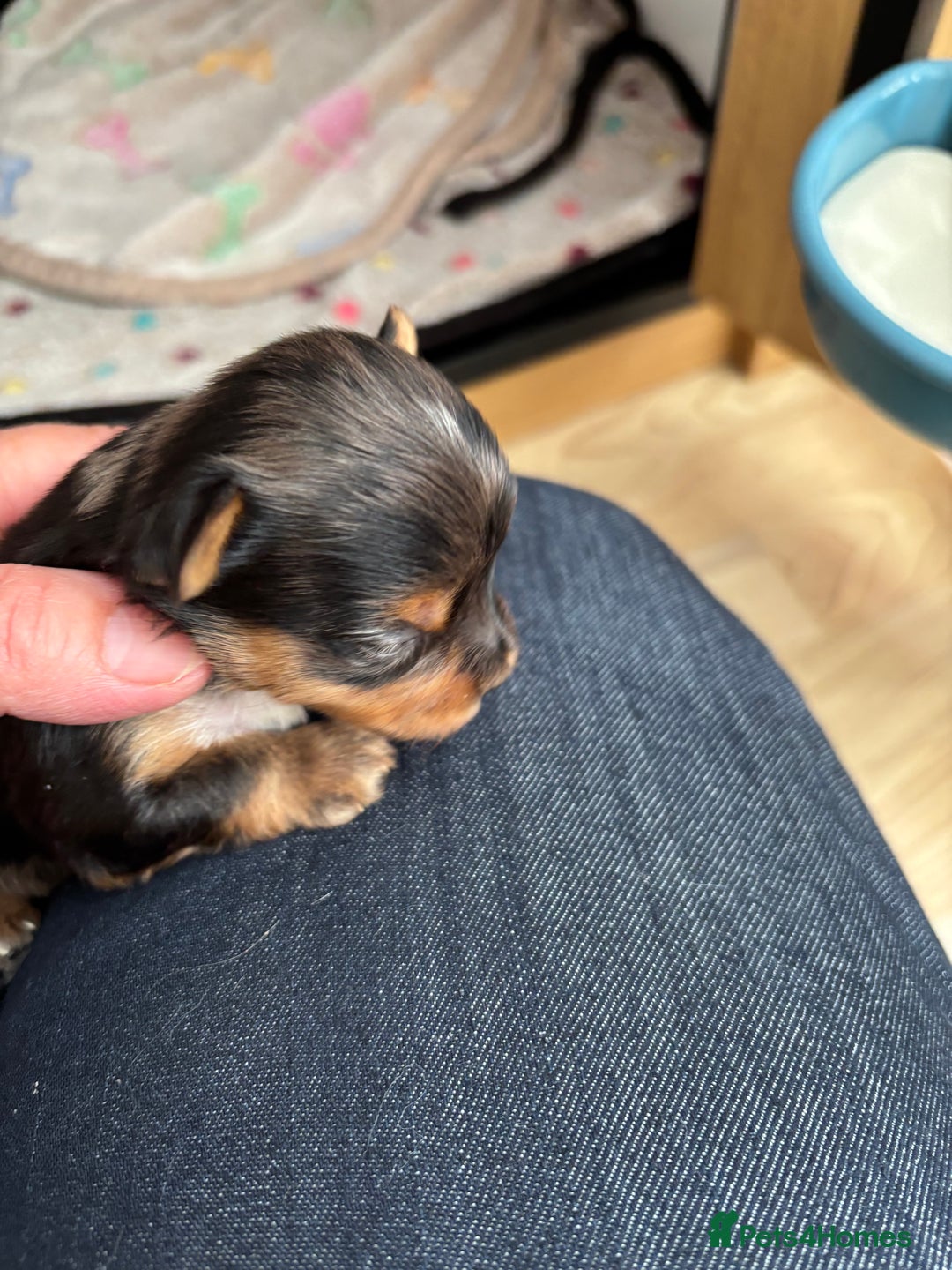 Yorkshire Terrier dogs for sale: Yorkshire terriers - Image 11