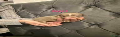 Chihuahua 3