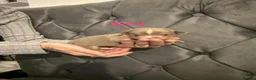 Chihuahua dogs for sale: Chihuahua puppies  in Ripley - Advert 5