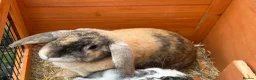 English Lop rabbits for sale: Female and male rabbit - Advert 2