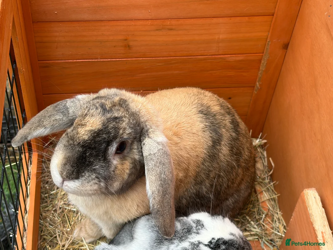 English Lop rabbits for sale: Female and male rabbit - Advert 2