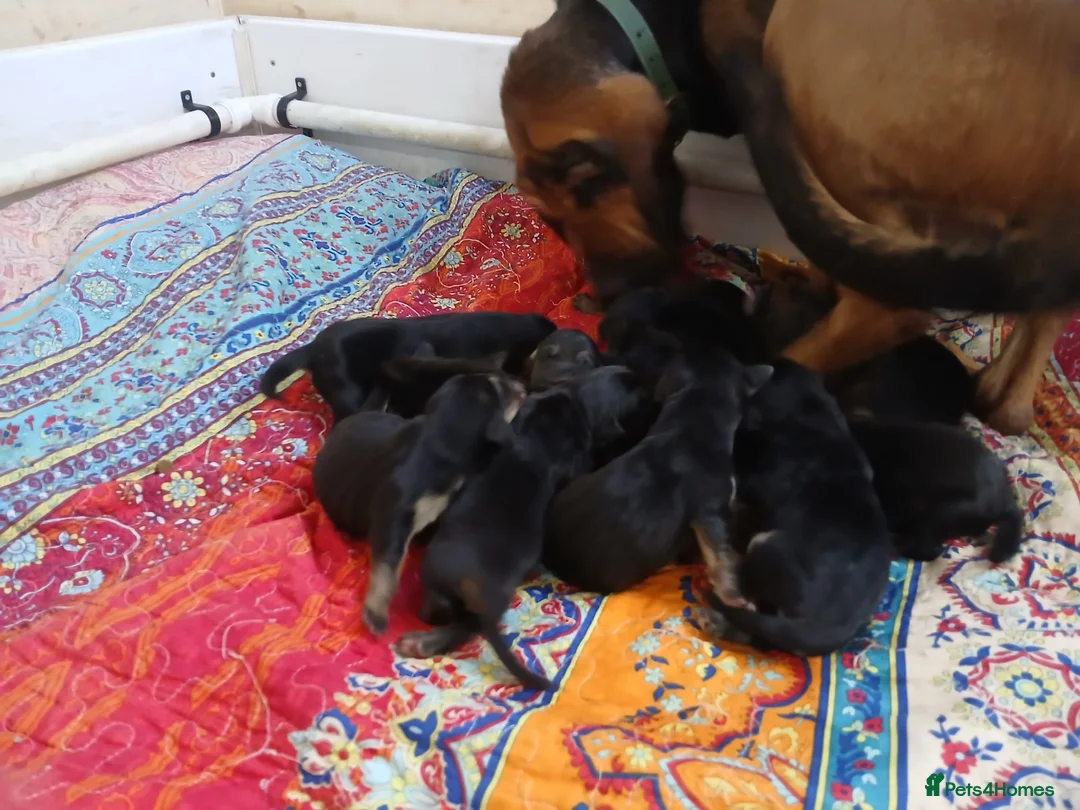 Bloodhound dogs for sale: Bloodhound Puppies - Advert 2