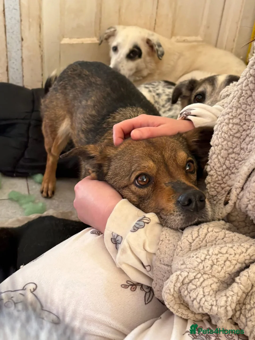 Mixed Breed dogs for adoption: Erica - Norwich Norfolk  - Advert 12