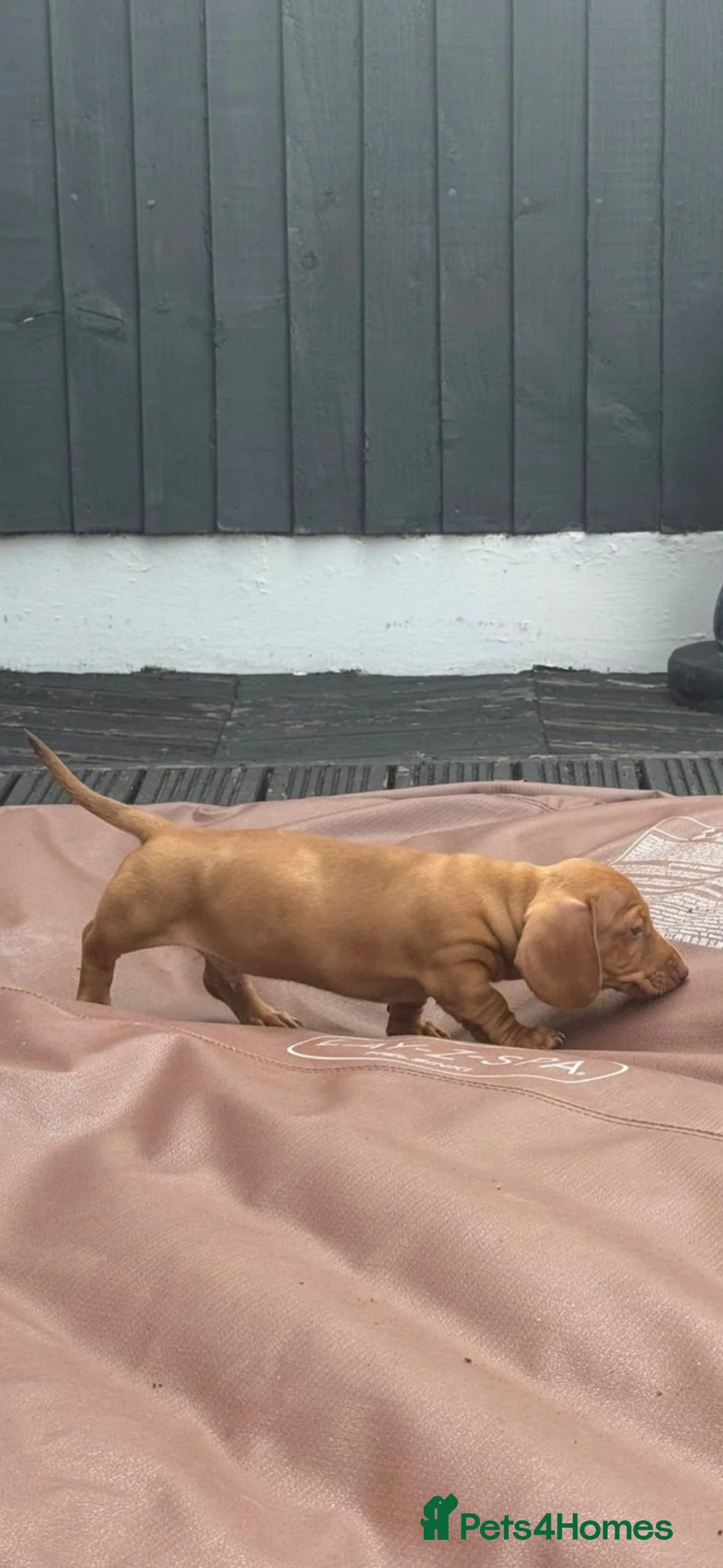 Miniature Dachshund dogs for sale: Beautiful miniature dachshunds  in Alfreton - Advert 2