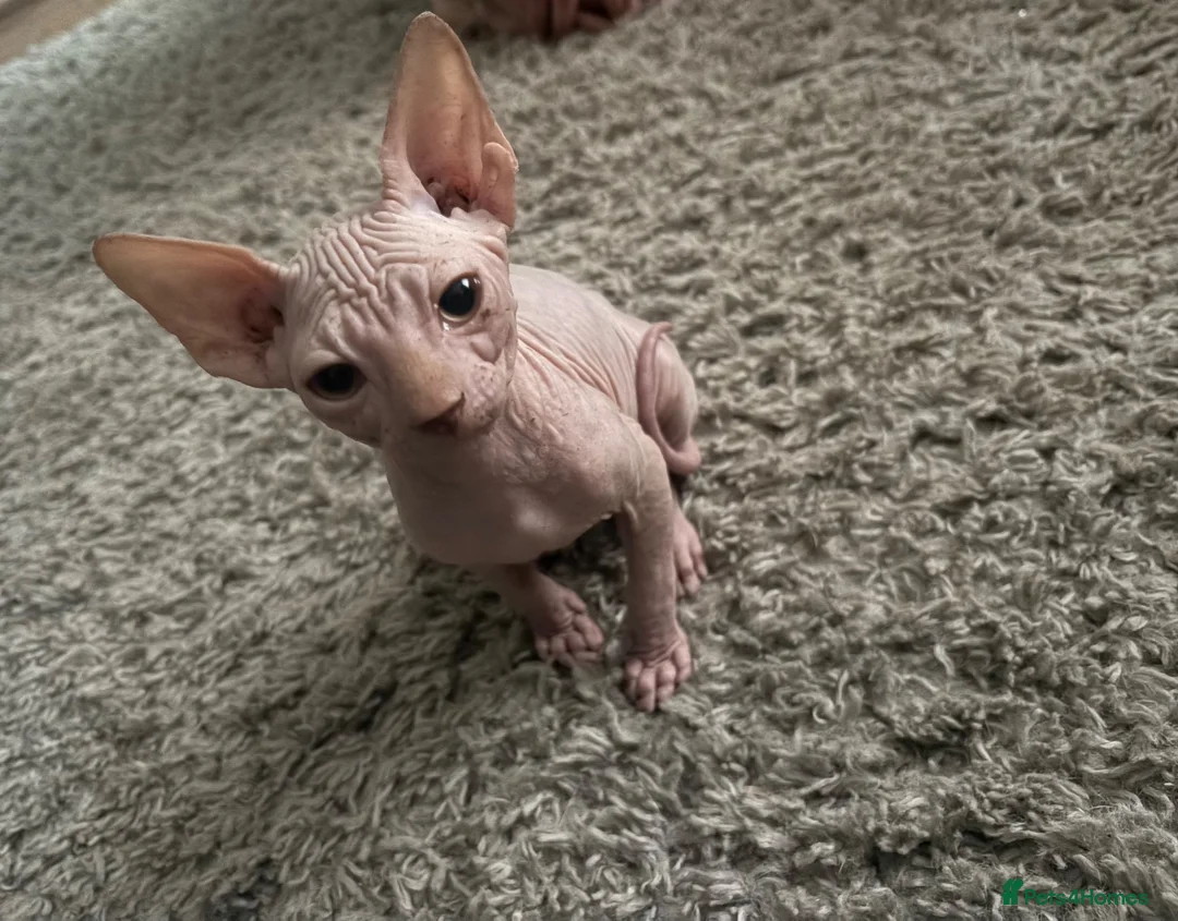 Sphynx cats for sale: Sphynx kittens  - Advert 7