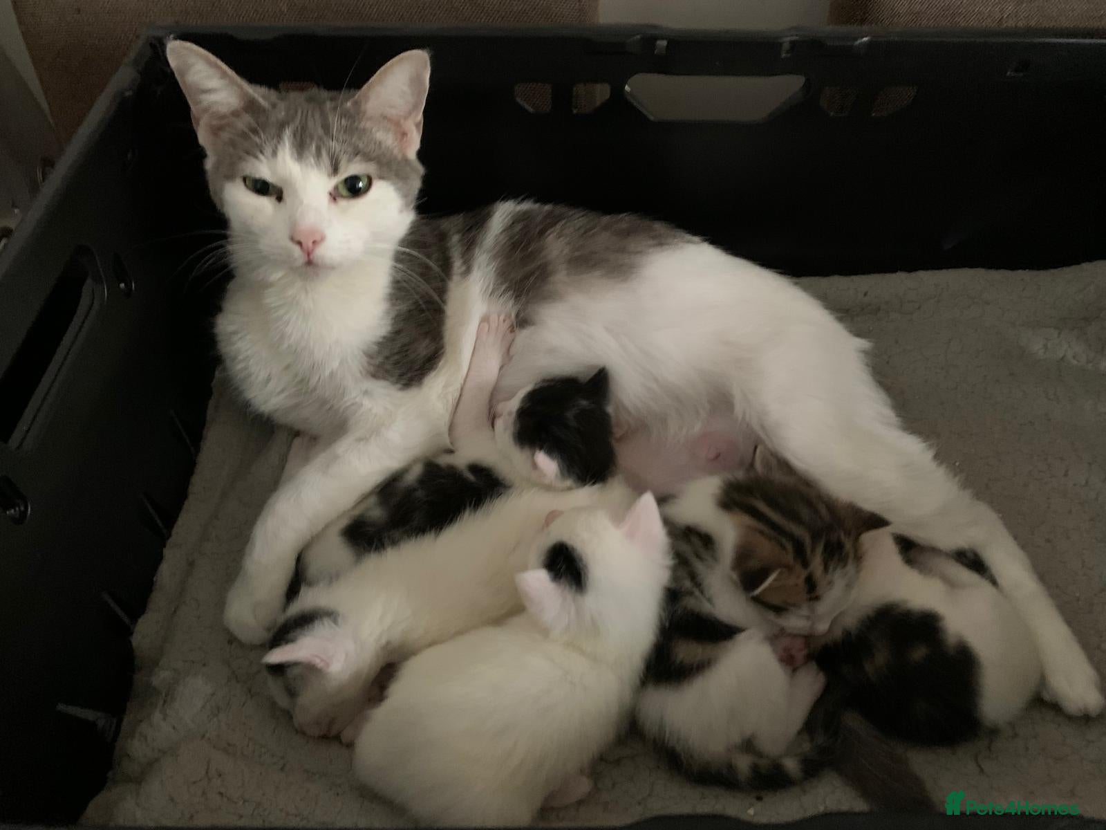 Mixed Breed cats Beautiful Mixed Kittens x5 - Ready on 16th May  - Advert 2