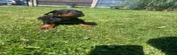 Dobermann dogs for sale: Champion Bloodline Doberman Puppies - Advert 8