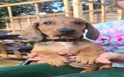 Dachshund dogs for sale: READY NOW-Champions Line Standard Dachshund KC REG in Coventry - Image 21
