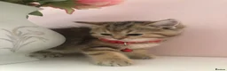 British Shorthair cats for sale: British shorthair kittens  in Rainham - Advert 14