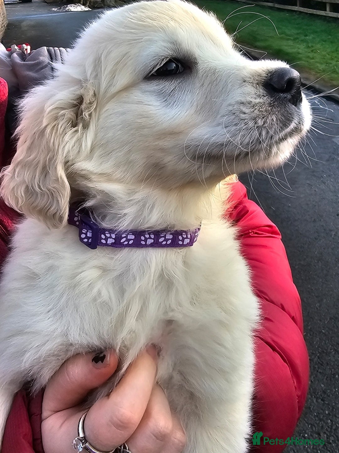 Golden Retriever dogs for sale: Beautiful Golden Retriever Puppies  - Advert 1