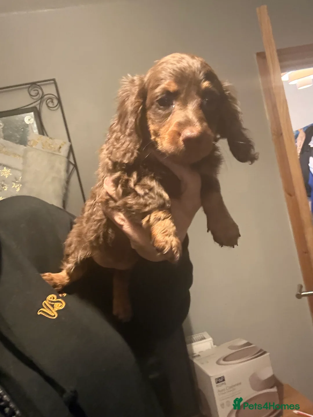 Dachshund dogs for sale: Beautiful dashhounds - Advert 3