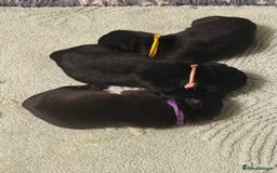 Mixed Breed dogs for sale: Mastador pups - Image 9