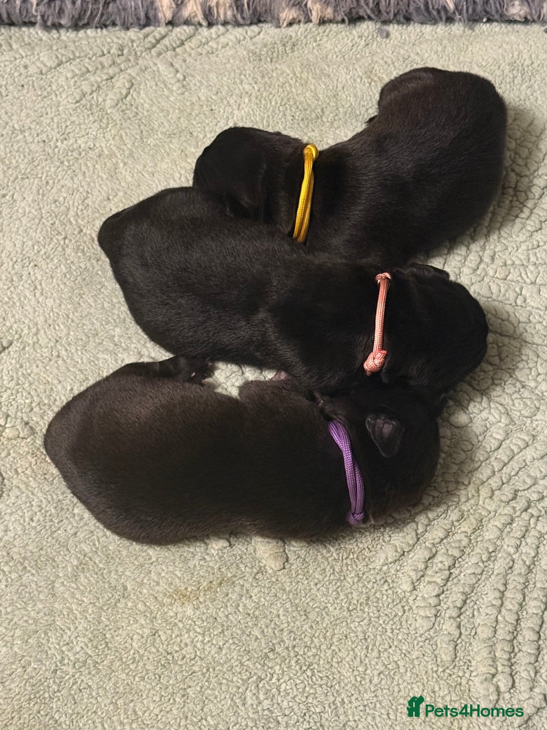 Mixed Breed dogs for sale: Mastador pups - Image 9