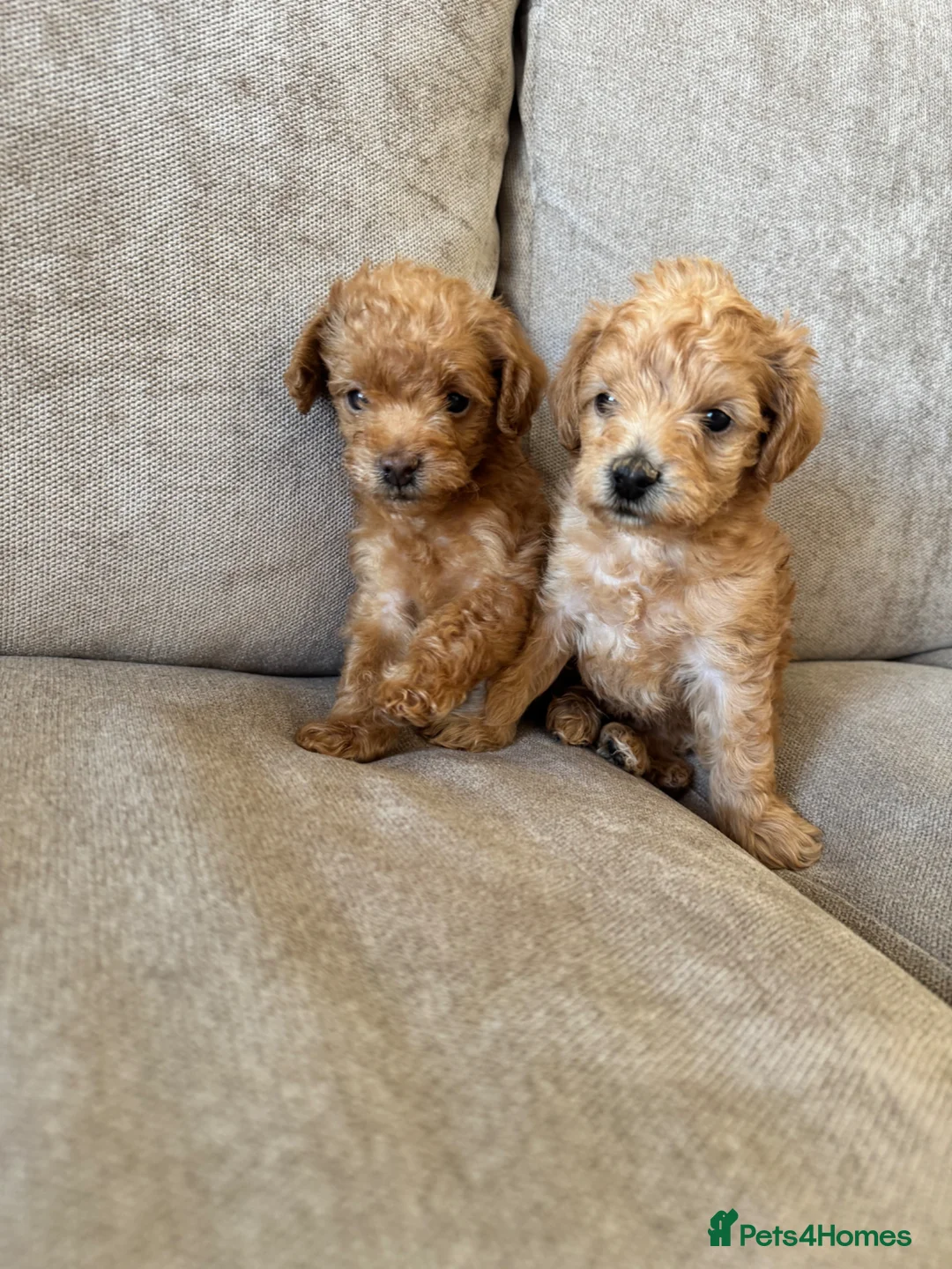 Schnoodle dogs for sale: F2B Miniature Schnoodle/Toy Poodle Pups For Sale - Advert 1